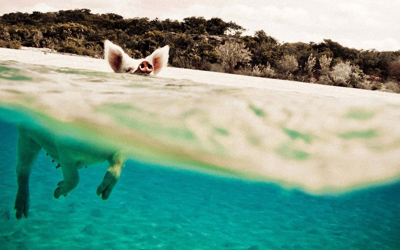 pig, water, swim