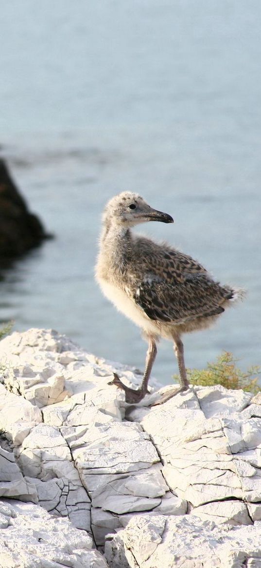 rock, chicks, sea