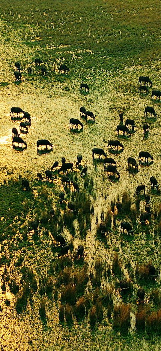 herd, watering, grass, nature