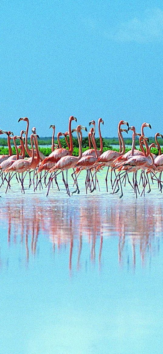 flock, pink flamingos, reflection