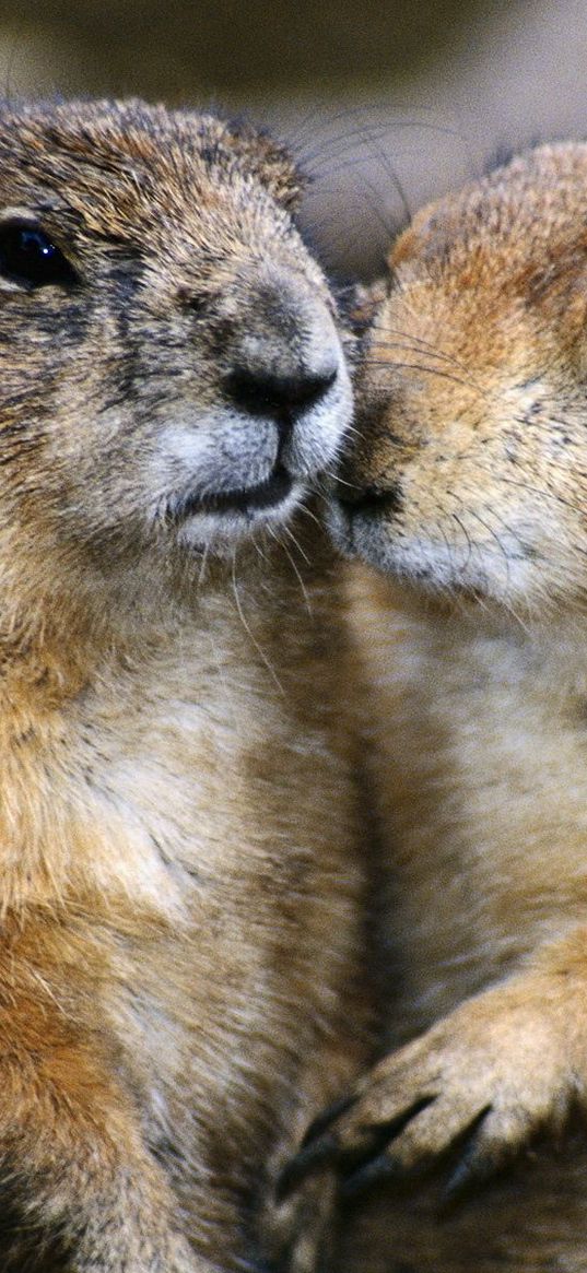 gophers, couple, animals