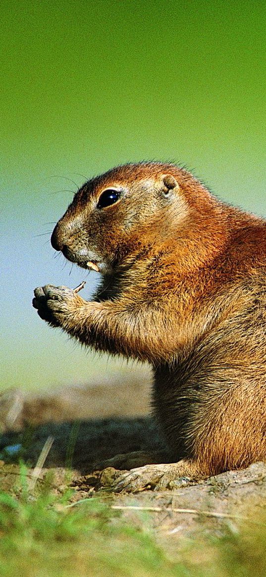 gophers, couple, sitting, grass