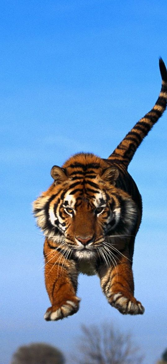 tiger in a jump, blue sky, tiger, predator