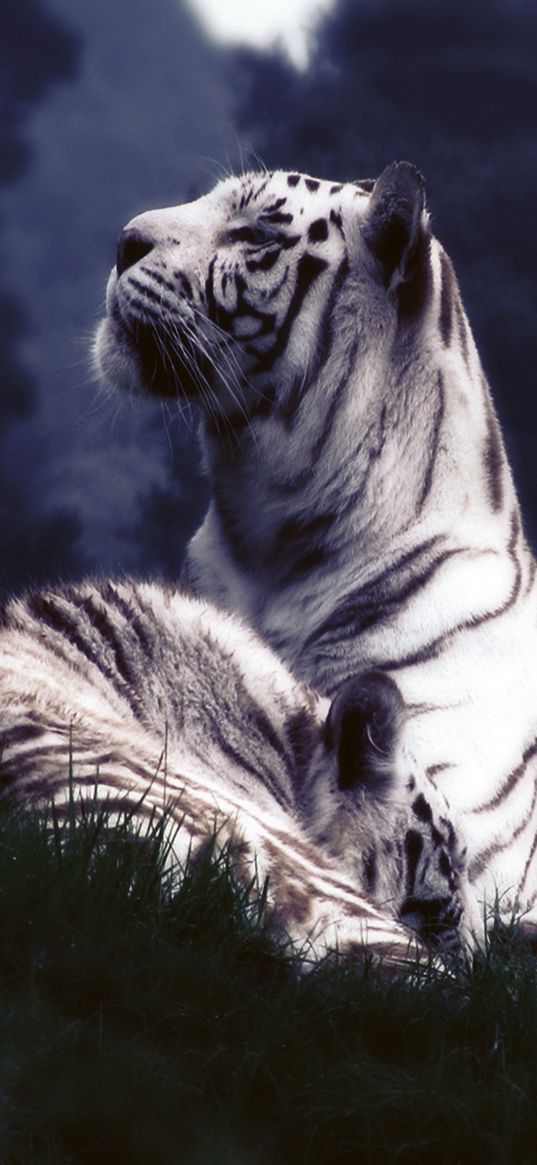 tigers, dream, grass