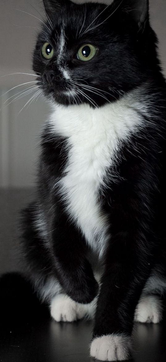 black cat, white paws, baby