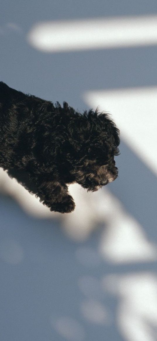 puppy, black, curly