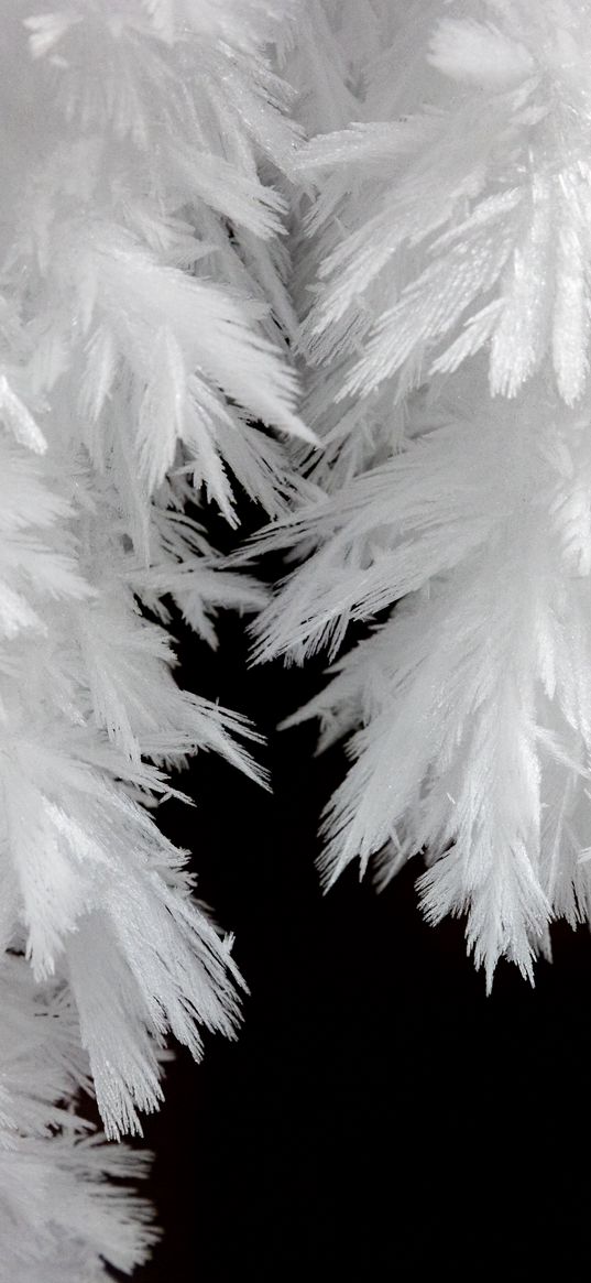 frost, macro, black and white