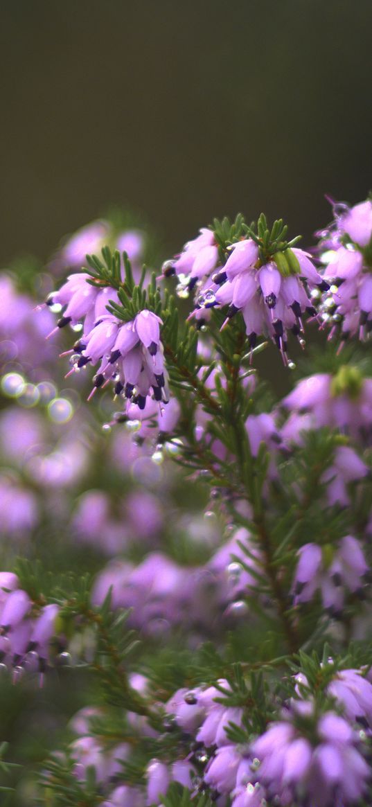 heather, flowers, inflorescences, blur, drops