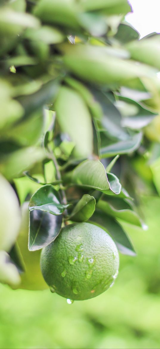 lime, citrus, drops, leaves, branch, green, macro