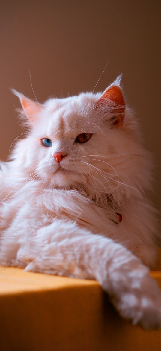 cat, pet, white, fluffy, light, heterochromia