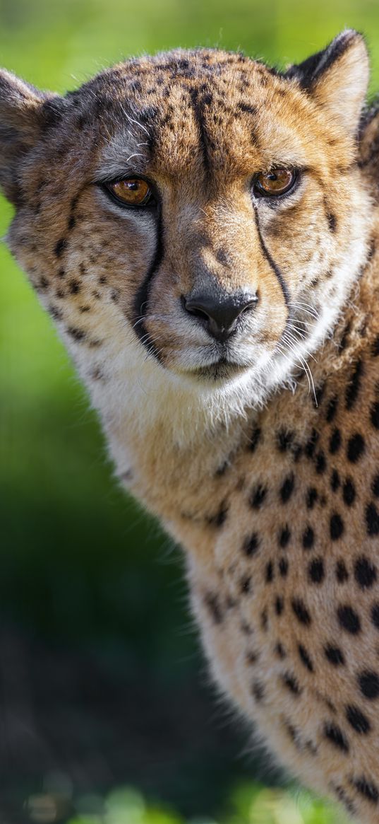 cheetah, big cat, predator, animal, eyes