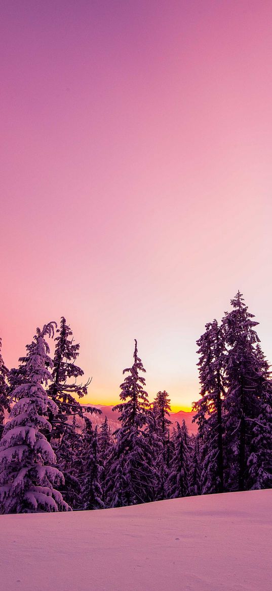 trees, forest, snow, winter, sunrise, sky