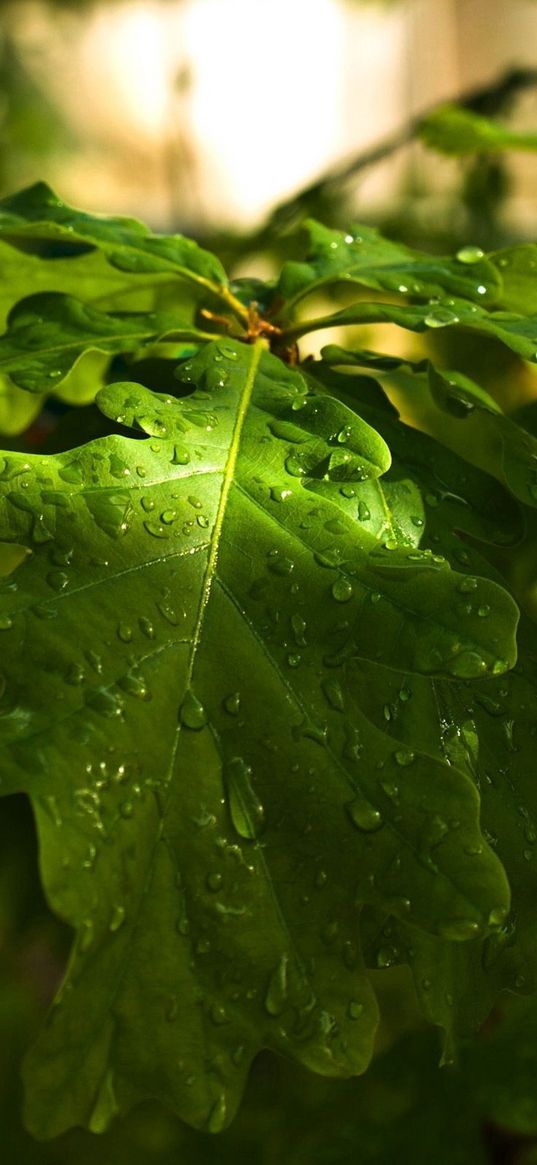 drops, forest, wood, oak, day, branch, nature, leaves