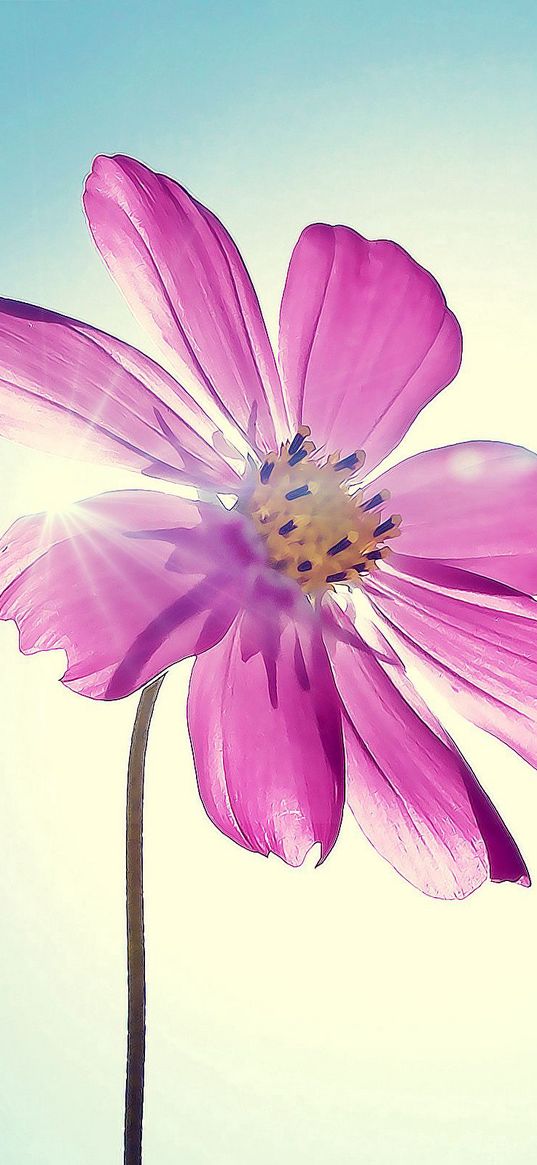 kosmeya, flower, sky