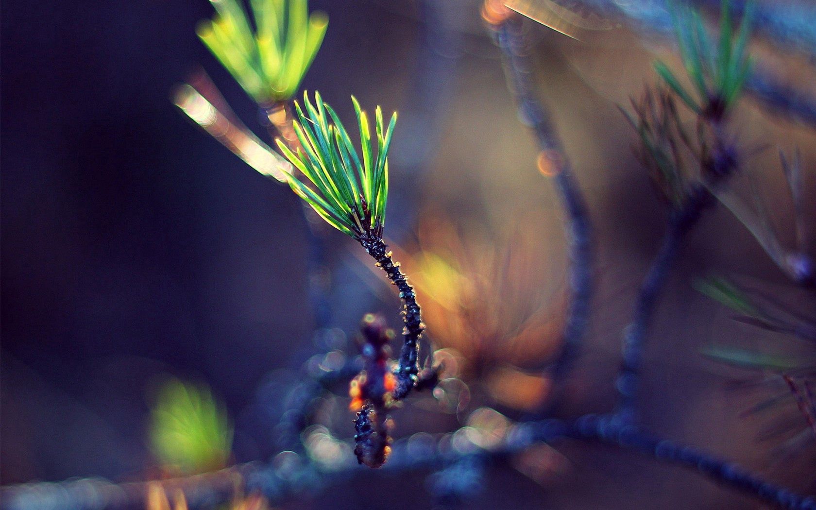 macro, twigs, pine needles, herbs, sprout, bokeh