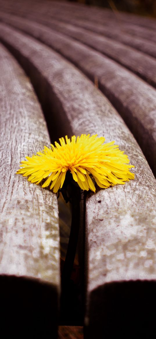 close-up, timber, dandelion, yellow, flower