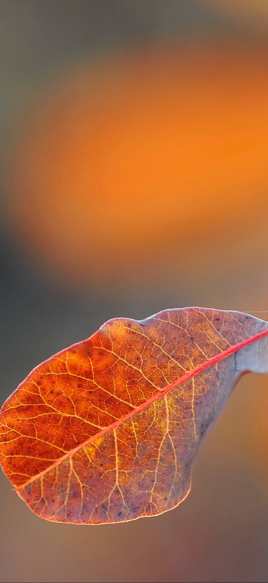macro, background, leaf, gossamer