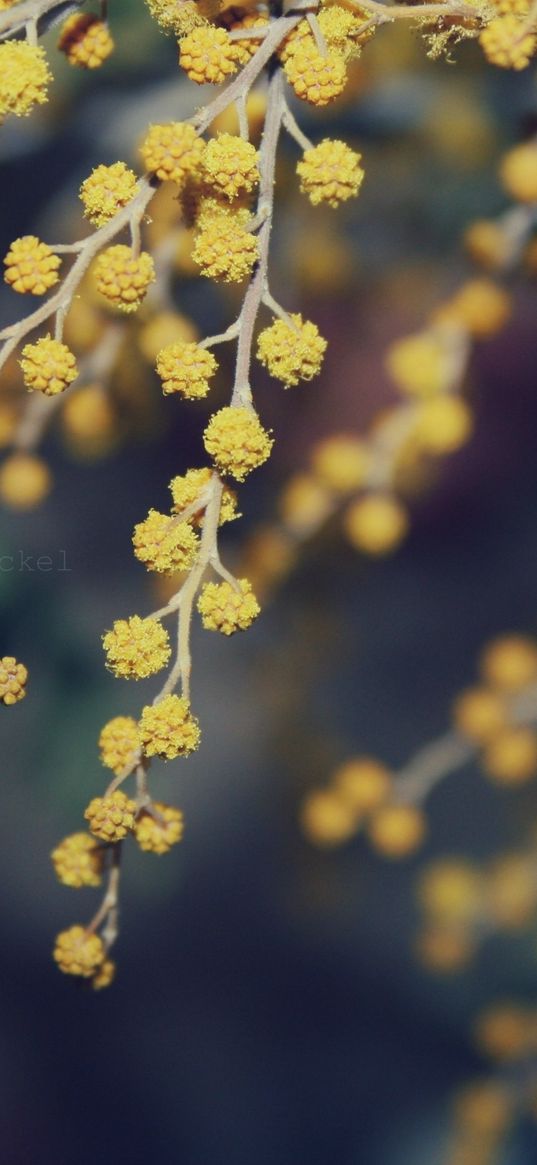 mimosa, flowers, beautiful