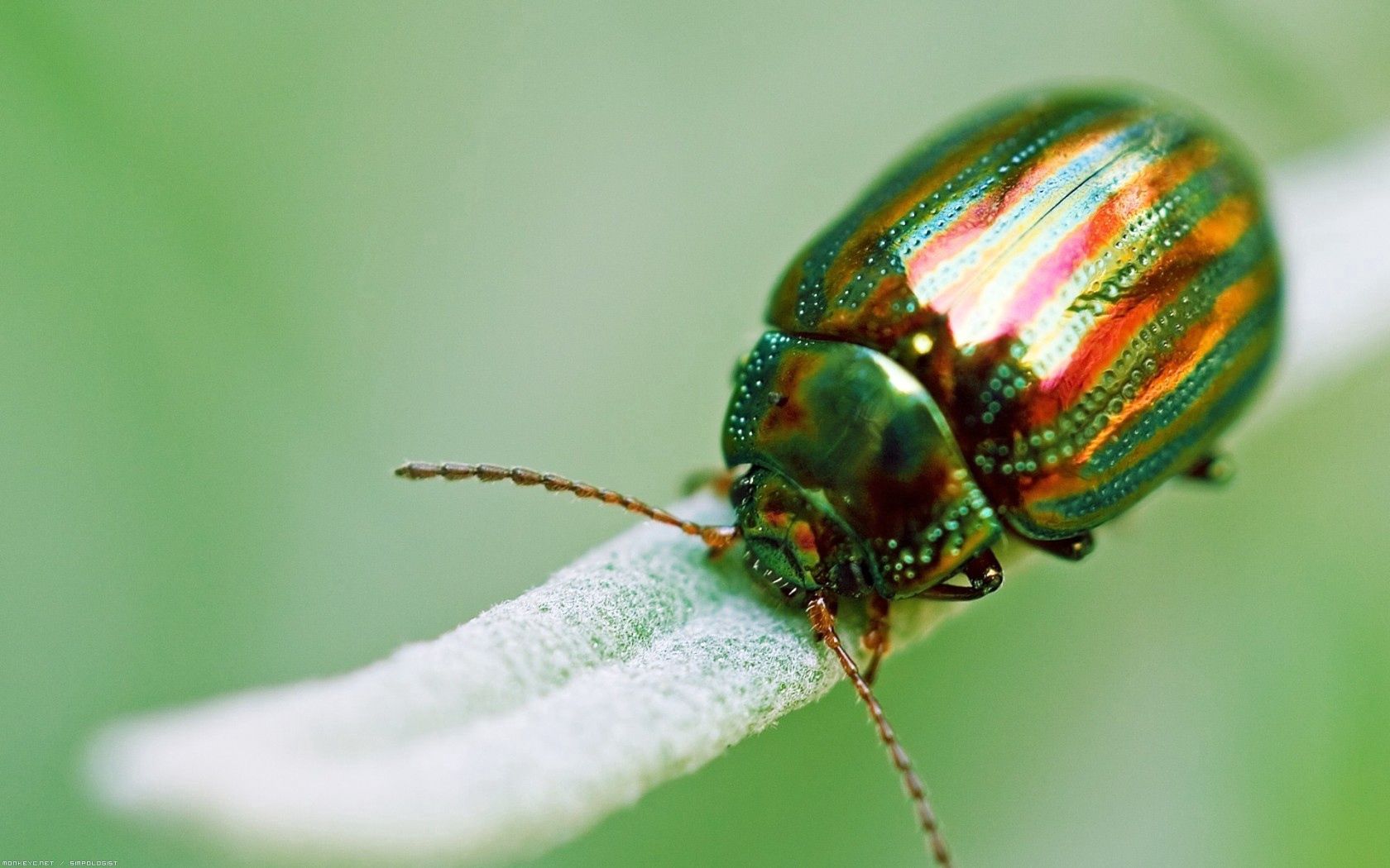 insect, beetle, green, macro, golden