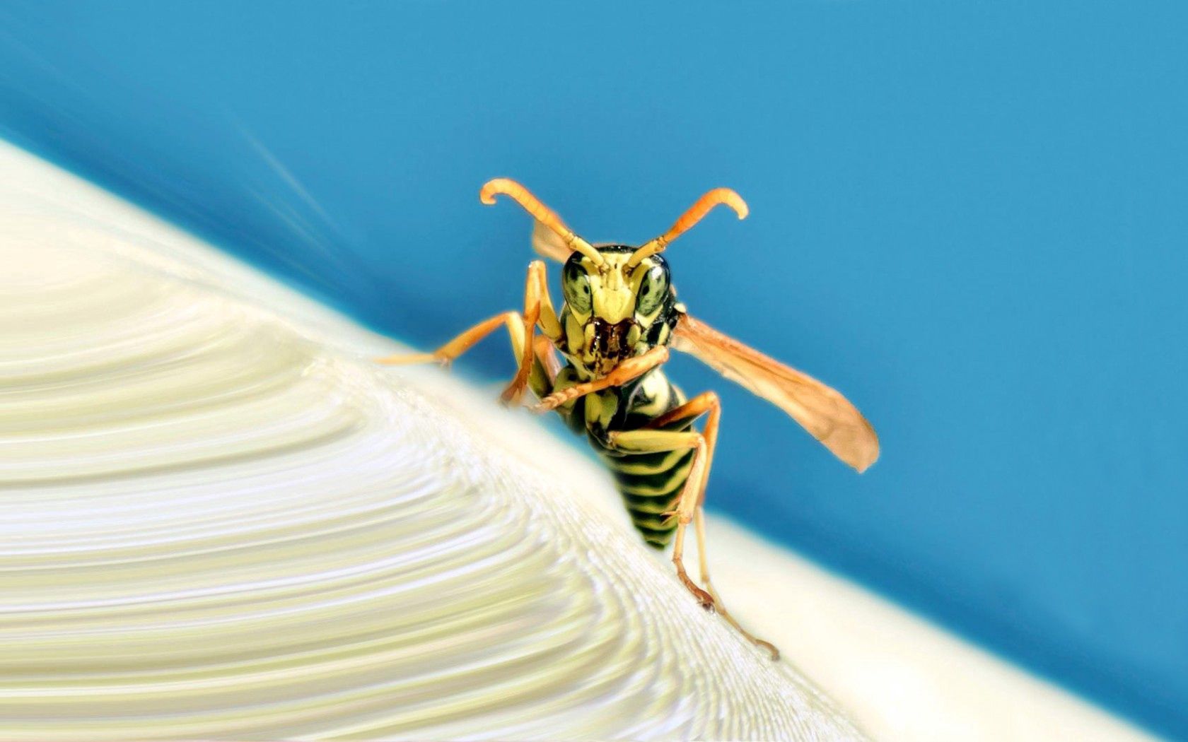 insects, wasp, wings, stripes