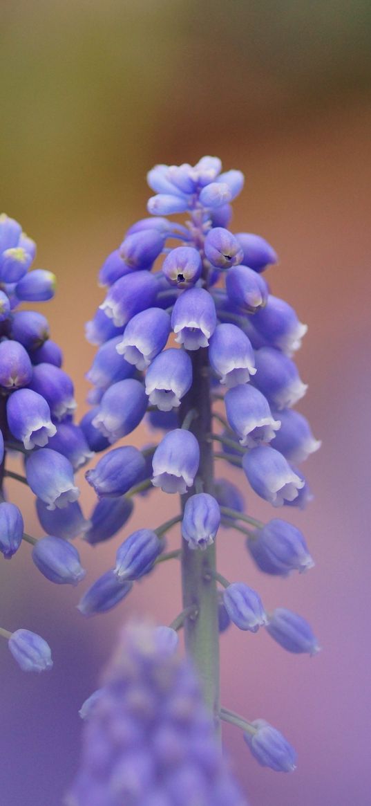 muscari, blue, flowers, focus, nature