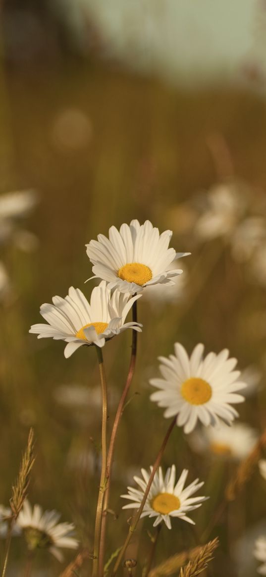 field, meadow, grass, summer, flowers, heat, color, daisies