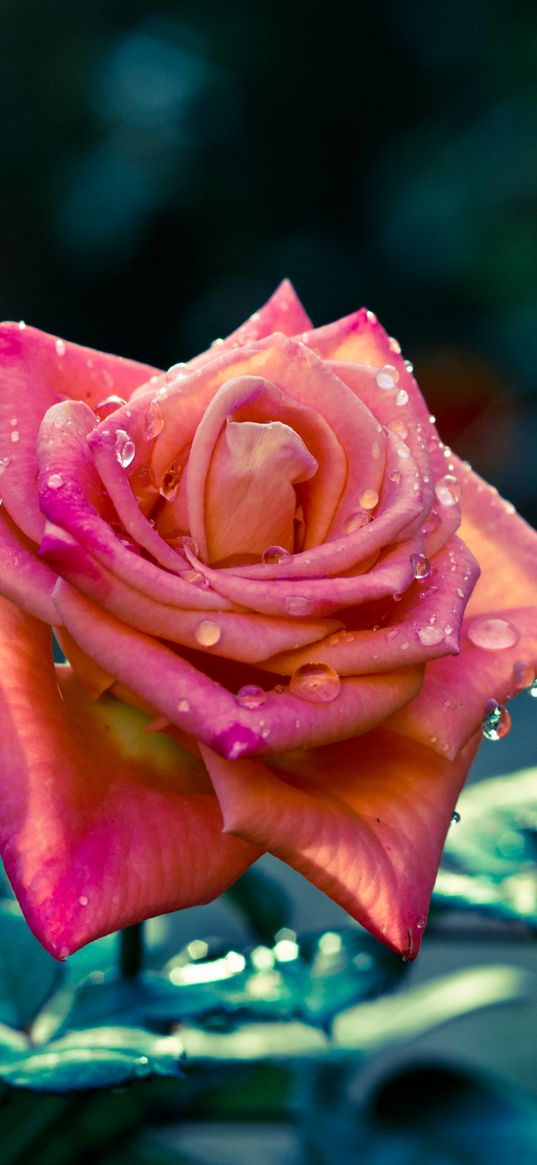 flowers, rose, petals, stem, focus, sharpness, drops, leaves