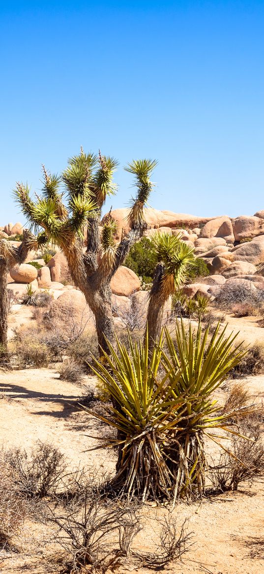 cactuses, needles, bushes, dry, desert