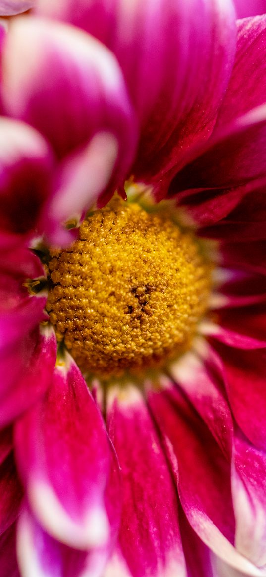 chrysanthemum, flower, pink, macro, petals