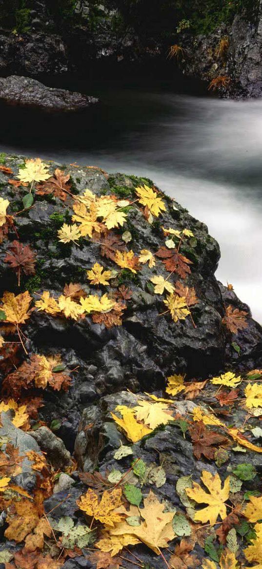 leaves, autumn, river, stones, moss