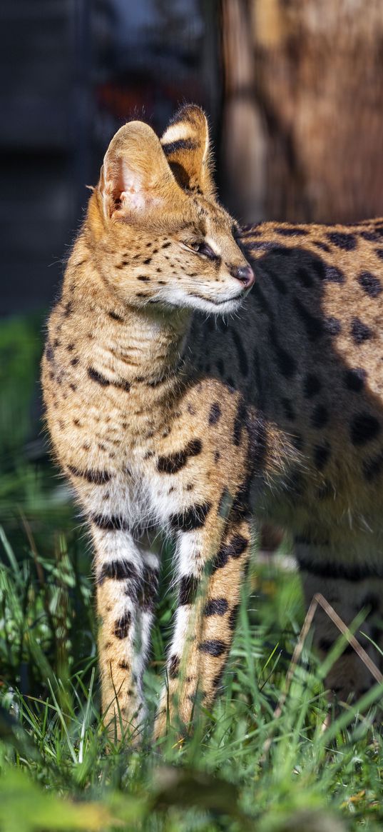 serval, big cat, predator, wildlife, blur