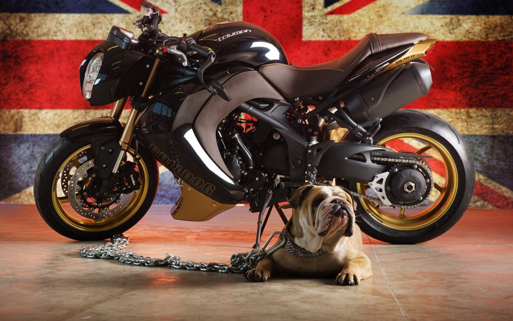 bulldog, dog, triumph, flag