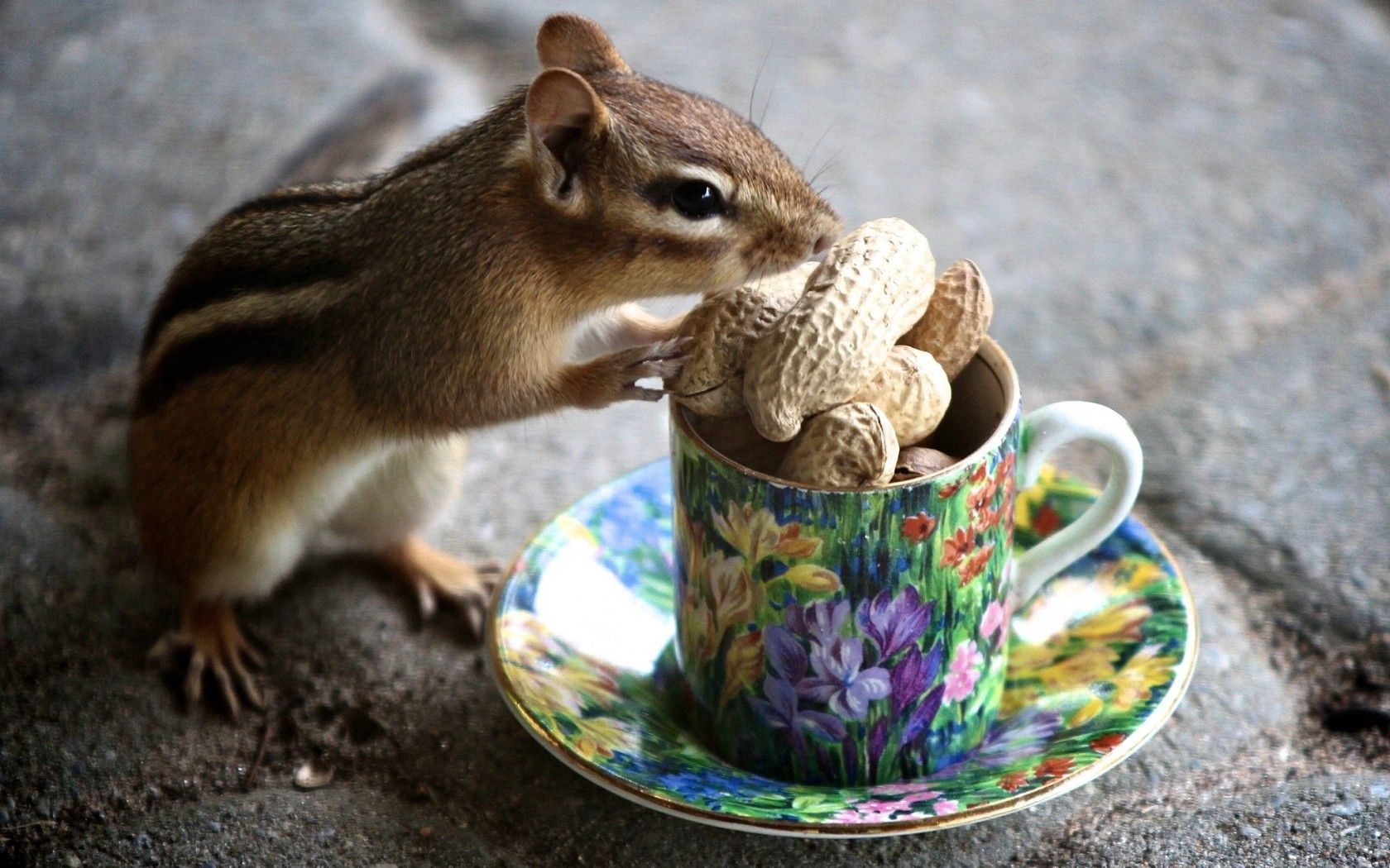 chipmunk, nuts, mug