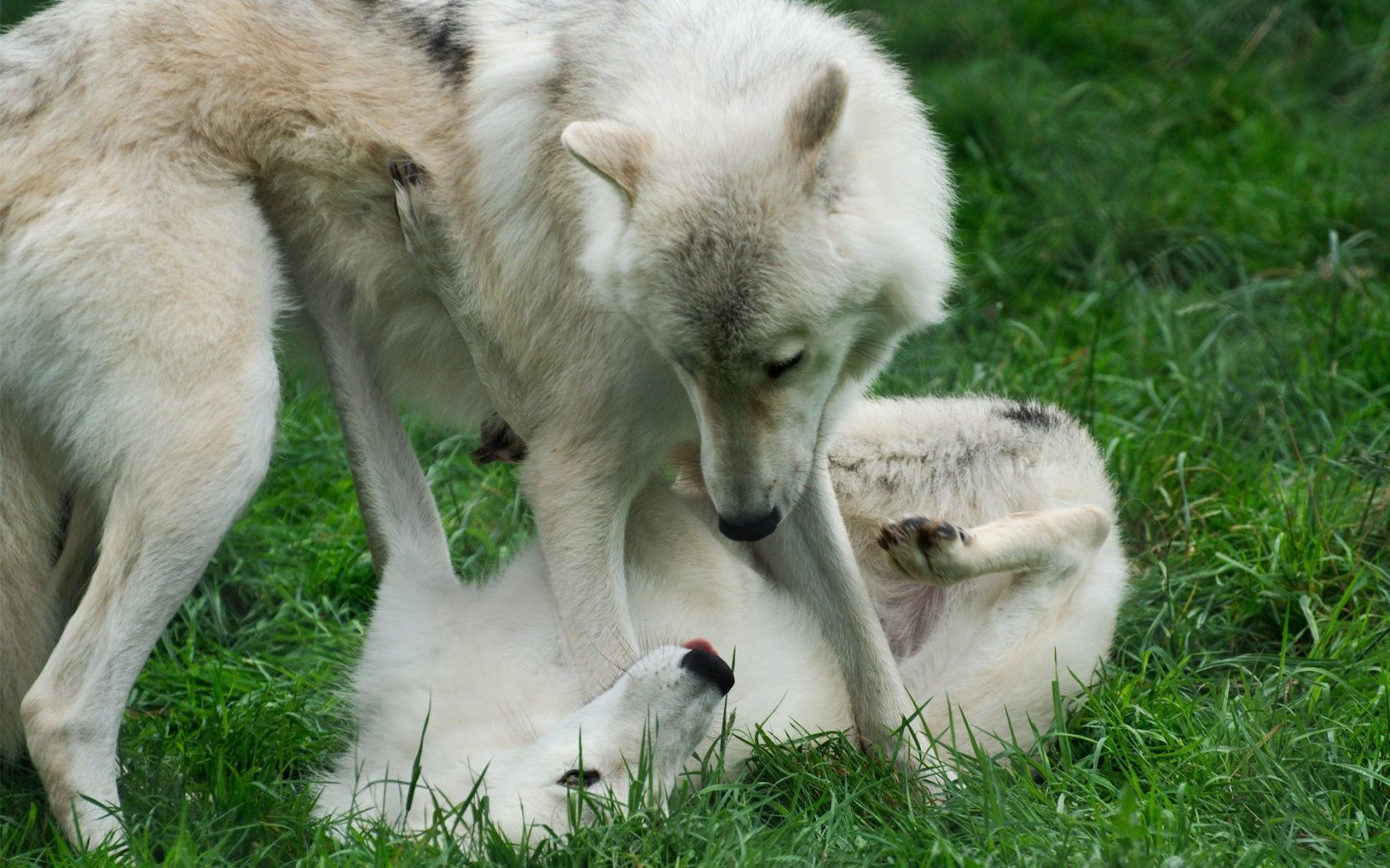 wolves, grass, game, couple, two