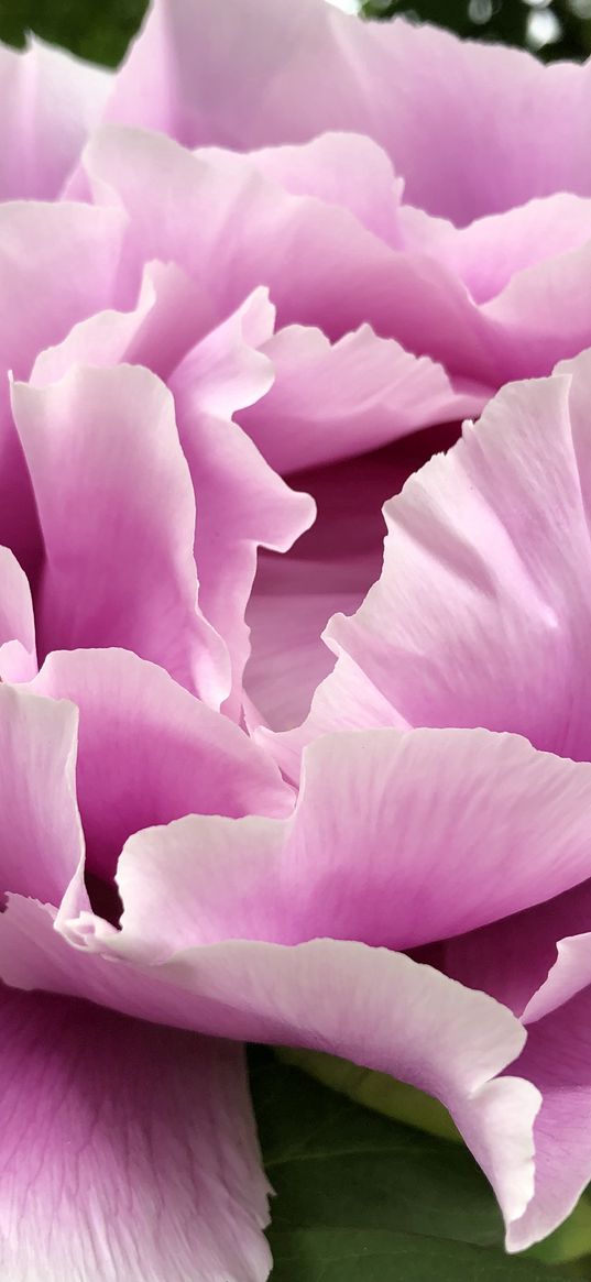 peony, flower, pink, petals, macro