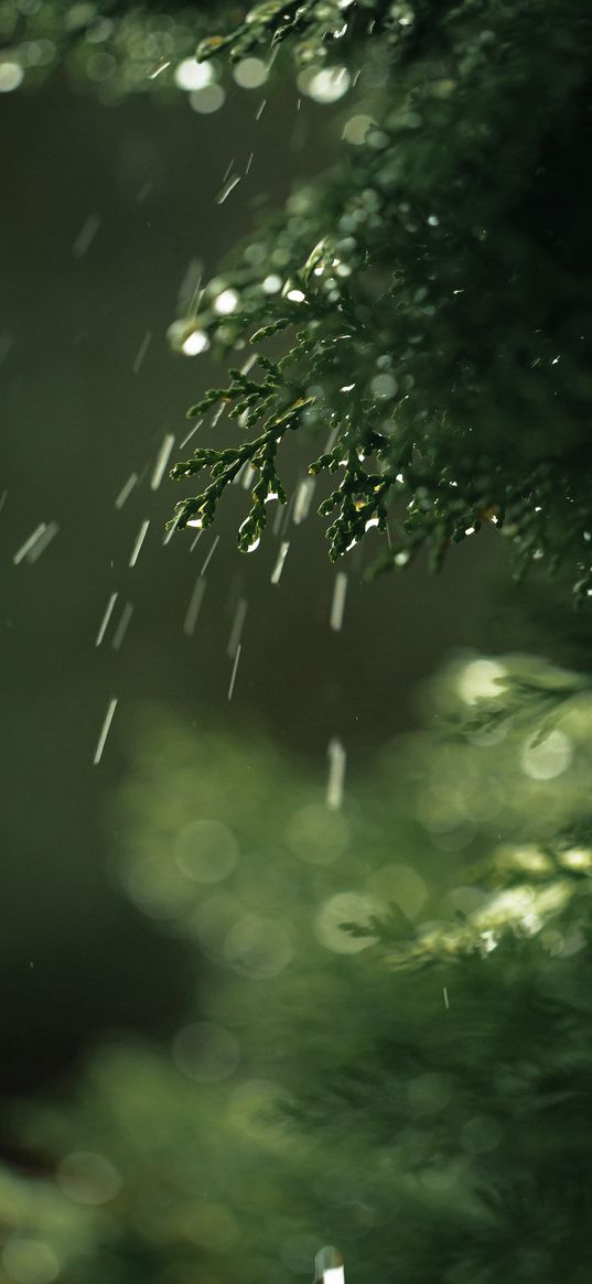 thuja, plant, branches, green, drops, splashes