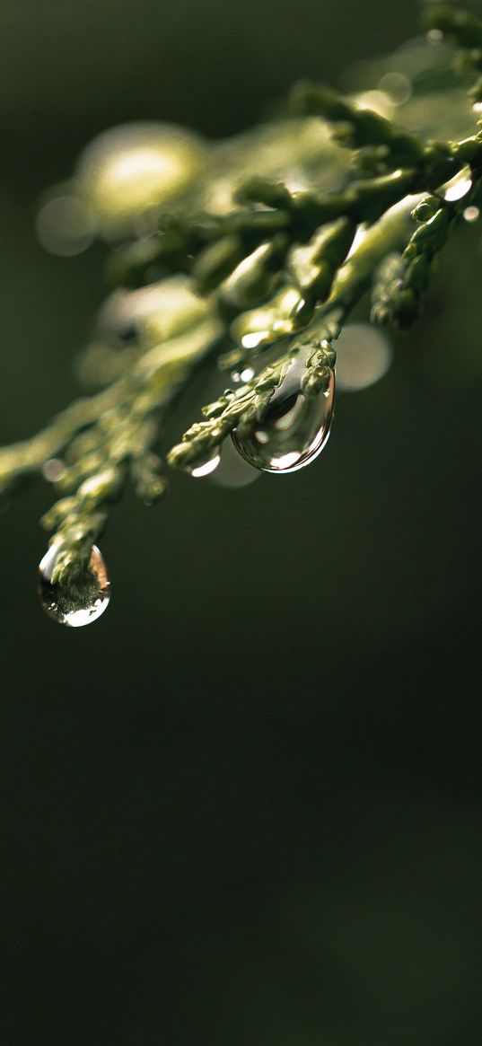 thuja, plant, branches, green, drops, macro