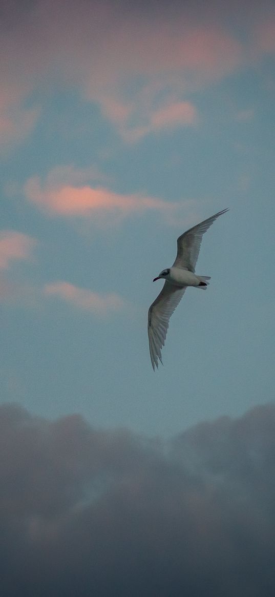 seagull, bird, sky, clouds, sunset