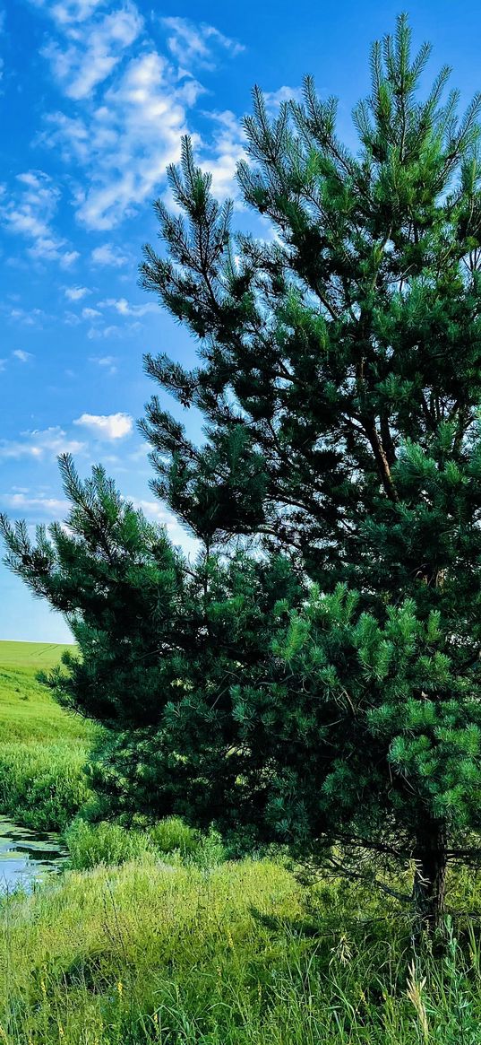 pine, tree, grass, green, river, nature