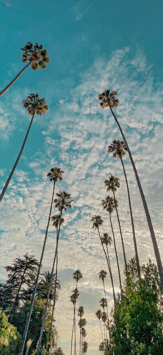 los angeles, california, palms, sky, clouds