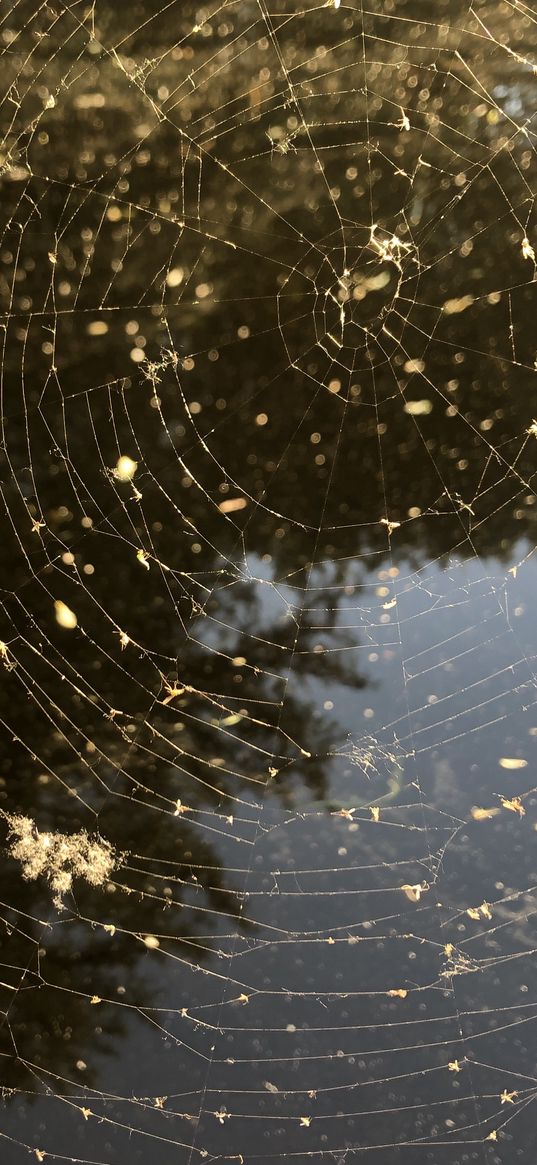 web, nature, threads, water