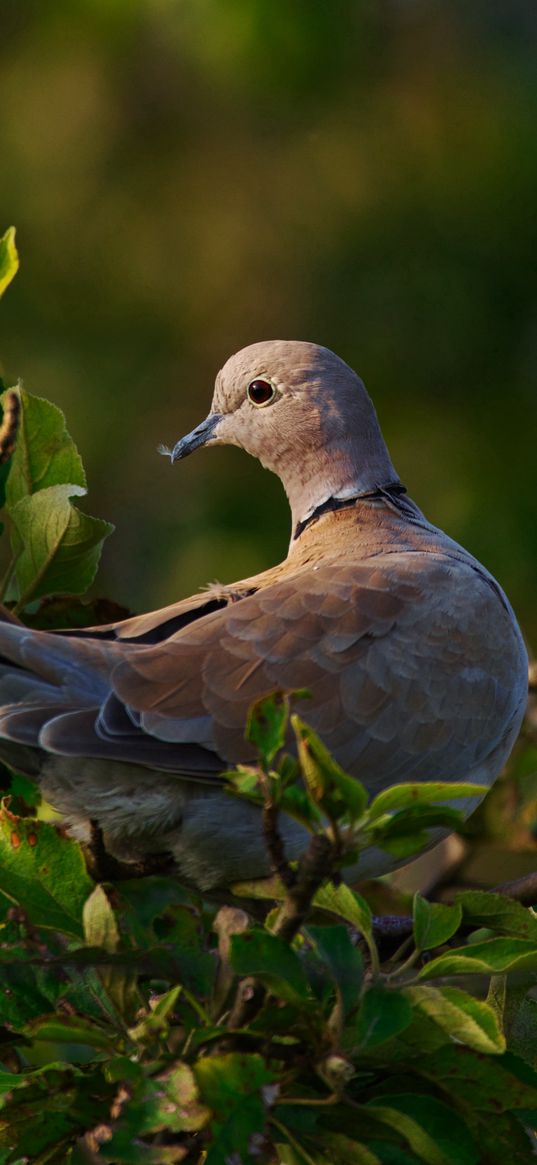 pigeon, bird, branch, amazing