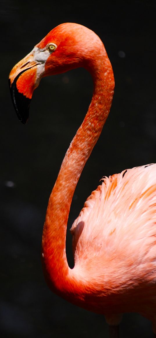 flamingo, beak, bird, pink