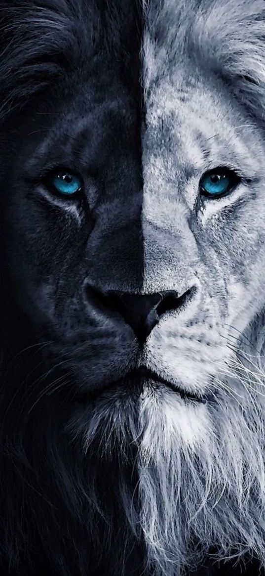 lion, blue eyes, black, white, predator, big cat, animal