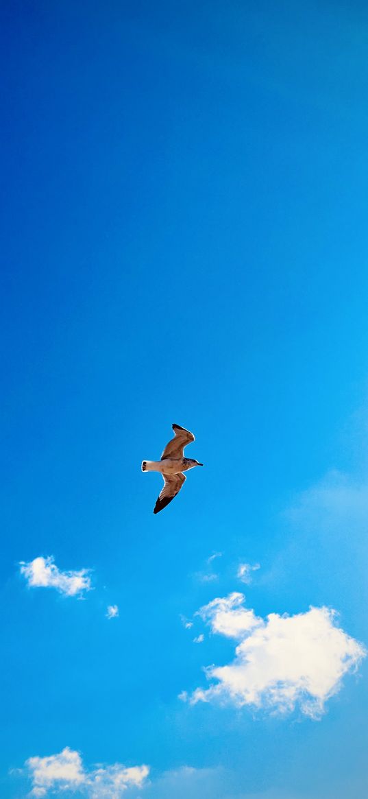 seagull, bird, flight, clouds, blue sky, nature