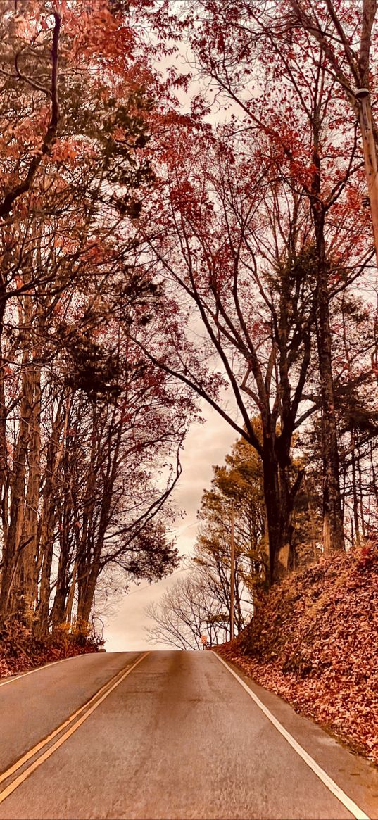 road, leaves, trees, forest, clouds, sky, cloudy, autumn, nature