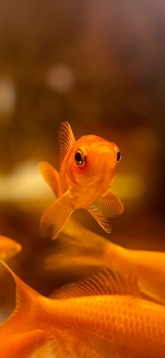 fish, aquarium, orange, blurred background