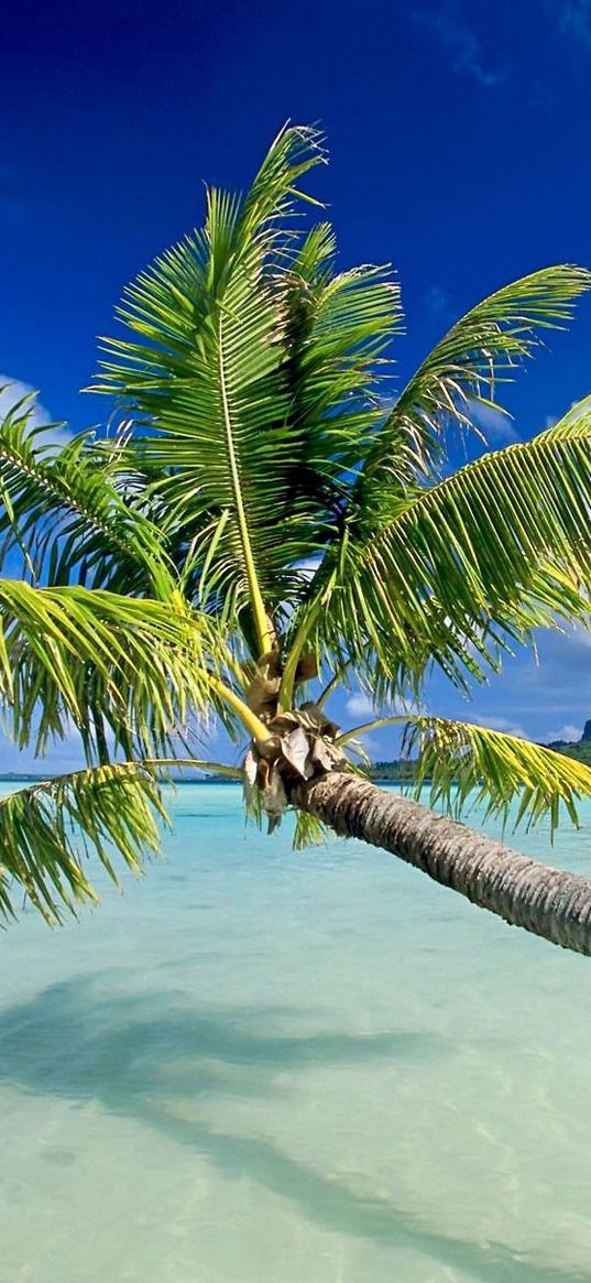 water, palm, trees, beach, sky, vacation