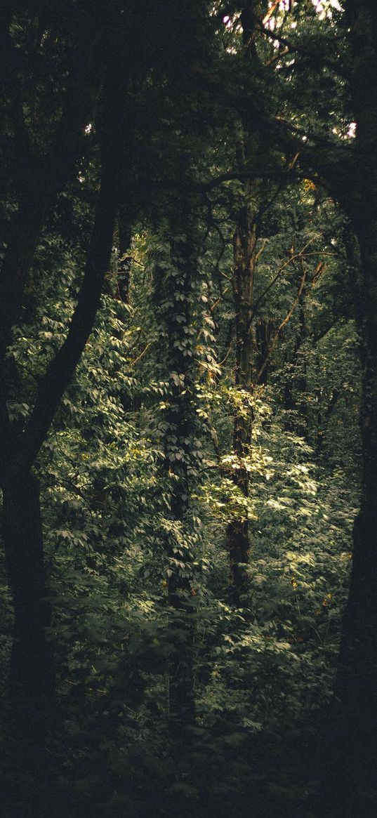 forest, ivy, thicket, leaves, nature