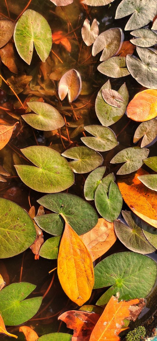 pond, water, water lilies, leaves